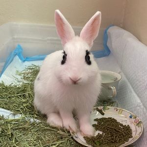 Meet your Posher, Annabella